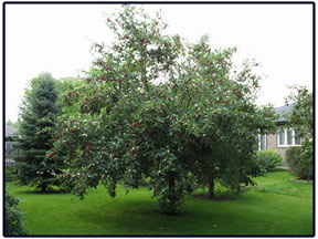 Apple tree prune before